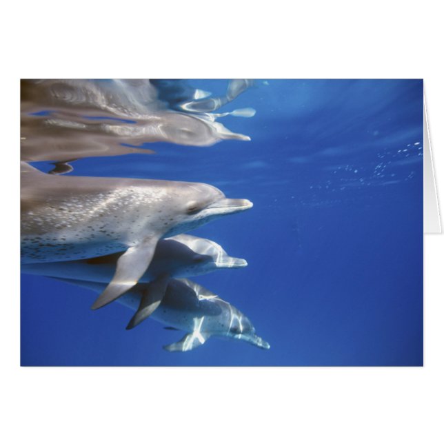 Atlantische gevlekte dolfijnen. Bimini, Bahamas (Voorkant Horizontaal)
