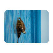 Atlantische Gewone Zeehond Magneet (Horizontaal)