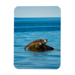 Atlantische Gewone Zeehond Magneet