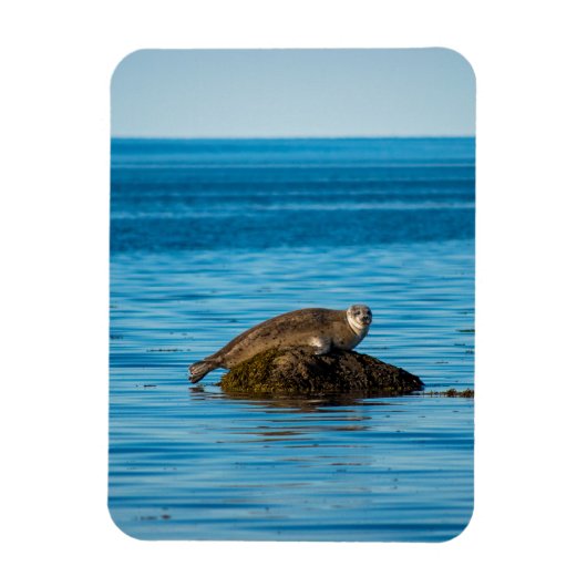 Atlantische Gewone Zeehond Magneet (Verticaal)
