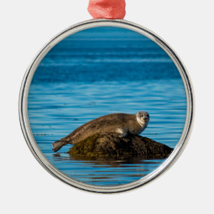 Atlantische Gewone Zeehond Metalen Ornament