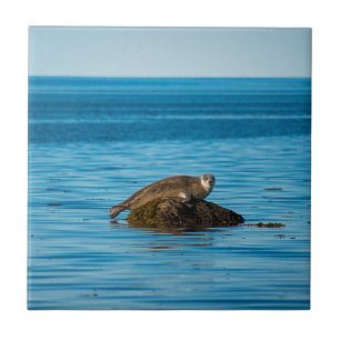 Atlantische Gewone Zeehond Tegeltje