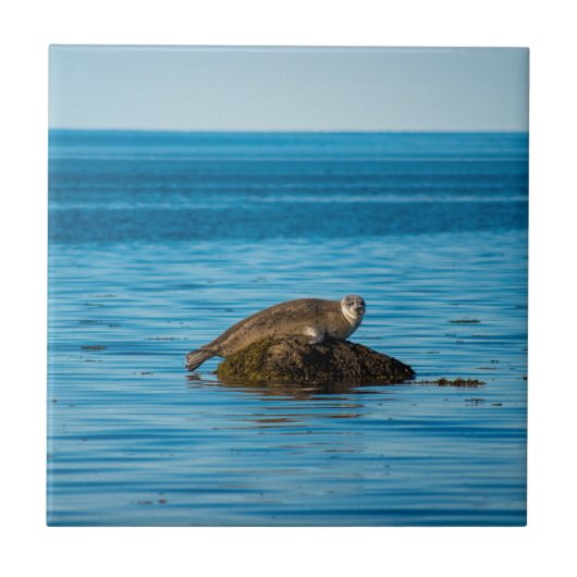 Atlantische Gewone Zeehond Tegeltje (Voorkant)
