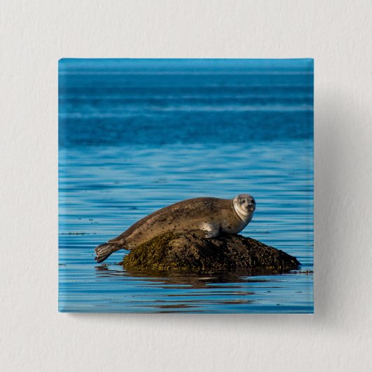 Atlantische Gewone Zeehond Vierkante Button 5,1 Cm (Voorkant)