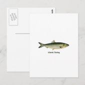 Atlantische haring briefkaart (Voorkant / Achterkant)