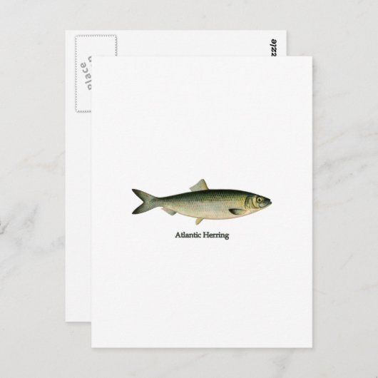 Atlantische haring briefkaart (Voorkant / Achterkant)
