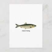 Atlantische haring briefkaart (Voorkant)