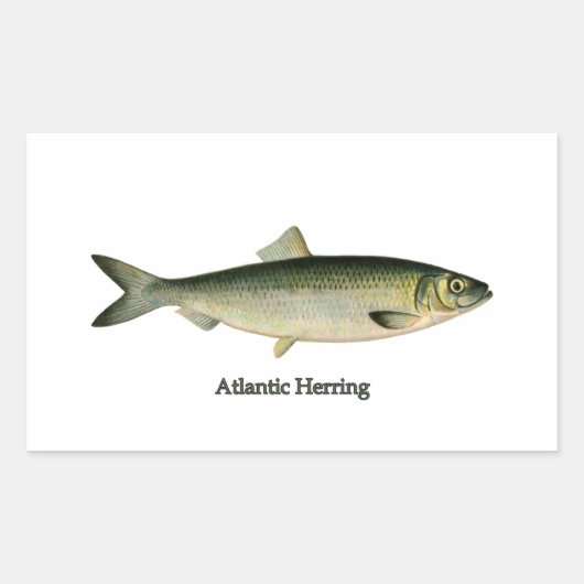 Atlantische haring rechthoekige sticker (Voorkant)