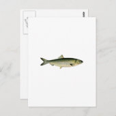Atlantische haring van Zee Briefkaart (Voorkant / Achterkant)