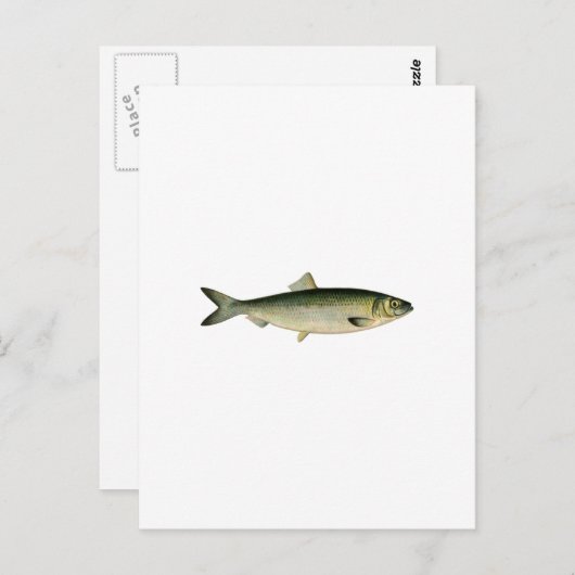 Atlantische haring van Zee Briefkaart (Voorkant / Achterkant)
