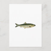 Atlantische haring van Zee Briefkaart (Voorkant)