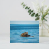 Atlantische havenzeehond briefkaart (Staand voorkant)