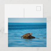 Atlantische havenzeehond briefkaart (Voorkant / Achterkant)
