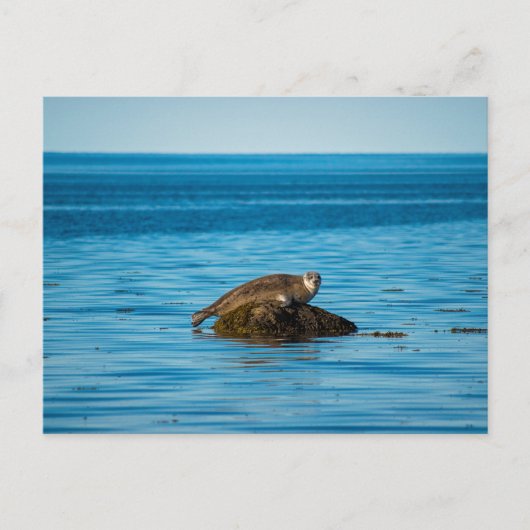 Atlantische havenzeehond briefkaart (Voorkant)