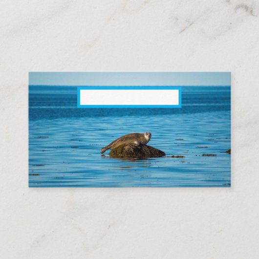 Atlantische havenzeehond plaatskaartje (Voorkant)