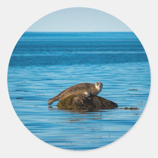Atlantische havenzeehond ronde sticker (Voorkant)