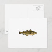 Atlantische kabeljauw briefkaart (Voorkant / Achterkant)