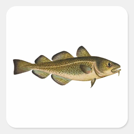 Atlantische kabeljauw vierkante sticker (Voorkant)
