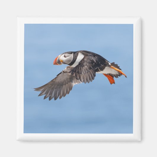 Atlantische Papegaaiduiker 2x2 magneet (Voorkant)
