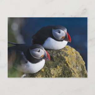 Atlantische Papegaaiduiker (arctica Fratercula) 7 Briefkaart