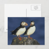 Atlantische papegaaiduiker briefkaart (Voorkant / Achterkant)