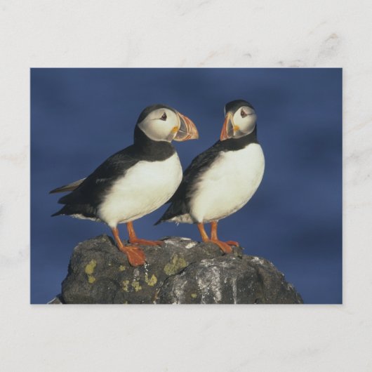 Atlantische papegaaiduiker briefkaart (Voorkant)