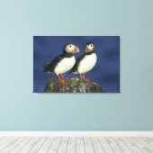 Atlantische papegaaiduiker canvas afdruk (Insitu (Houten vloer))