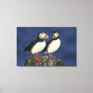 Atlantische papegaaiduiker canvas afdruk