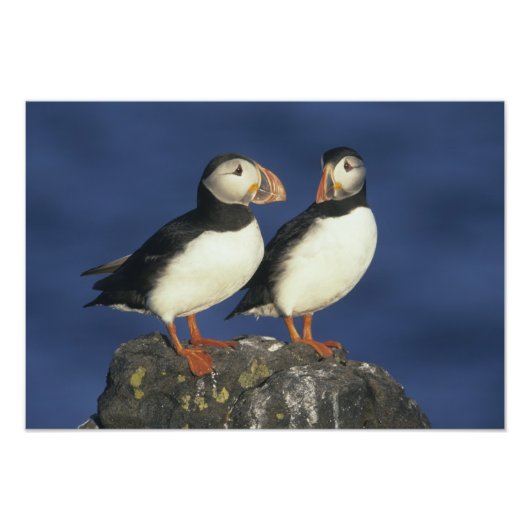 Atlantische papegaaiduiker foto afdruk (Voorkant)
