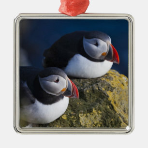 Atlantische Papegaaiduiker (Fratercula arctica) 7 Metalen Ornament