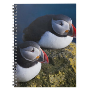 Atlantische papegaaiduiker (Fratercula arctica) 7 Notitieboek