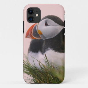 Atlantische papegaaiduiker (Fratercula arctica) iPhone 11 Hoesje