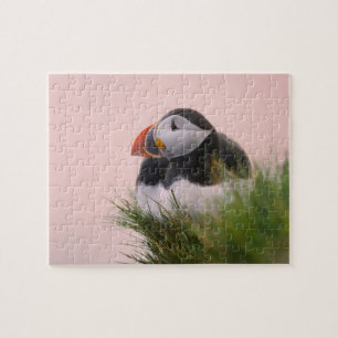Atlantische papegaaiduiker (Fratercula arctica) Legpuzzel