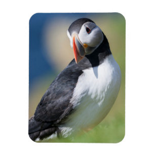 Atlantische Papegaaiduiker (Fratercula Arctica) Op Magneet
