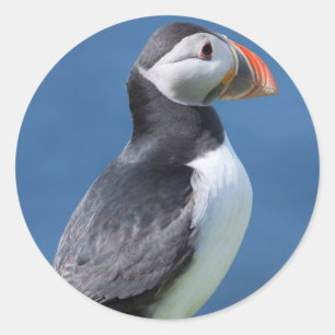 Atlantische Papegaaiduiker (Fratercula Arctica) Op Ronde Sticker