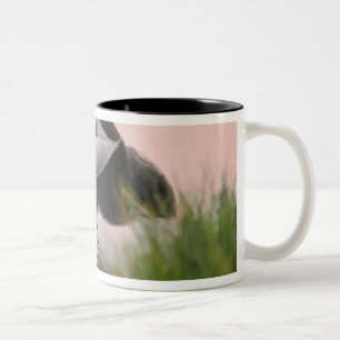 Atlantische papegaaiduiker (Fratercula arctica) Tweekleurige Koffiemok