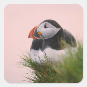 Atlantische papegaaiduiker (Fratercula arctica) Vierkante Sticker