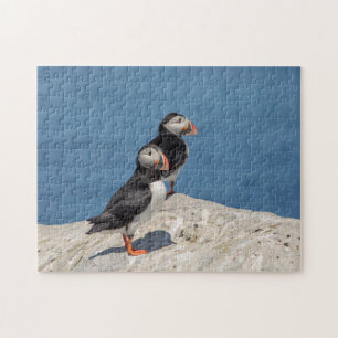 Atlantische papegaaiduiker in Machias, Maine Legpuzzel