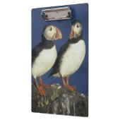 Atlantische papegaaiduiker klembord (Links)