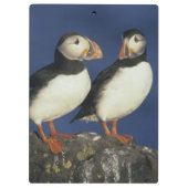 Atlantische papegaaiduiker klembord (Achterkant)