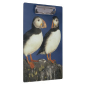 Atlantische papegaaiduiker klembord (Rechts)