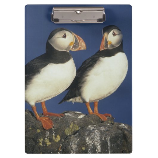 Atlantische papegaaiduiker klembord (Voorkant)