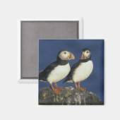Atlantische papegaaiduiker magneet (Voorkant / Achterkant)