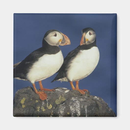 Atlantische papegaaiduiker magneet (Voorkant)