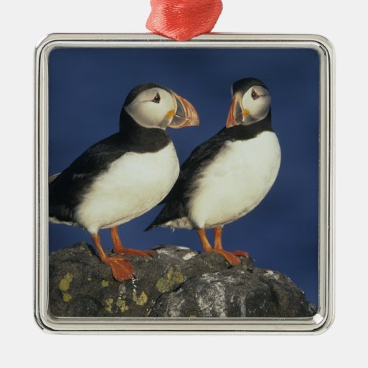 Atlantische papegaaiduiker metalen ornament (Voorkant)