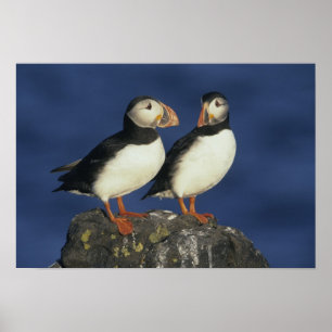 Atlantische papegaaiduiker poster