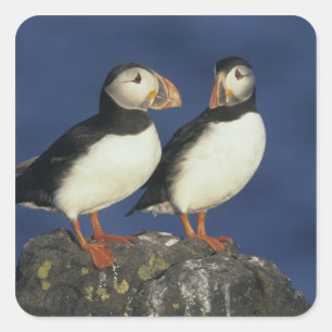 Atlantische papegaaiduiker vierkante sticker