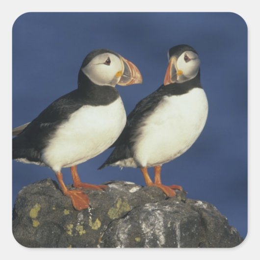 Atlantische papegaaiduiker vierkante sticker (Voorkant)