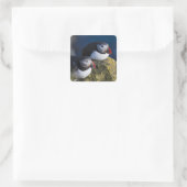 Atlantische papegaaiduiker vierkante sticker (Tas)