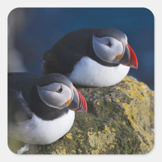 Atlantische papegaaiduiker vierkante sticker (Voorkant)